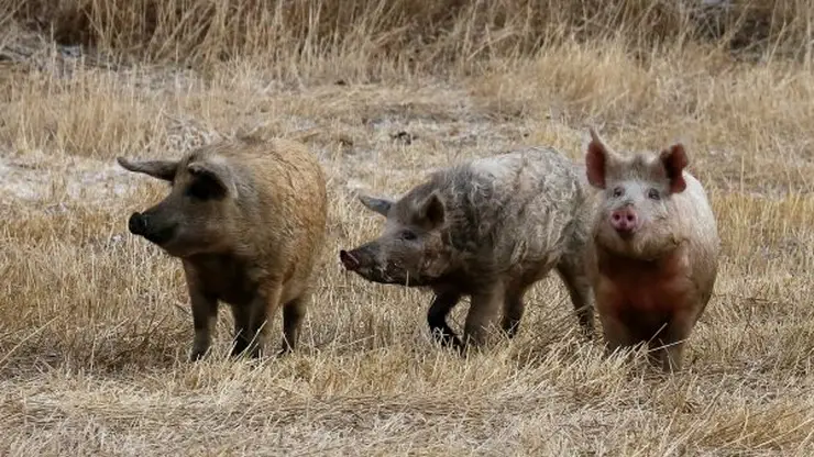 В Иркутской области свиньи насмерть закусали мужчину