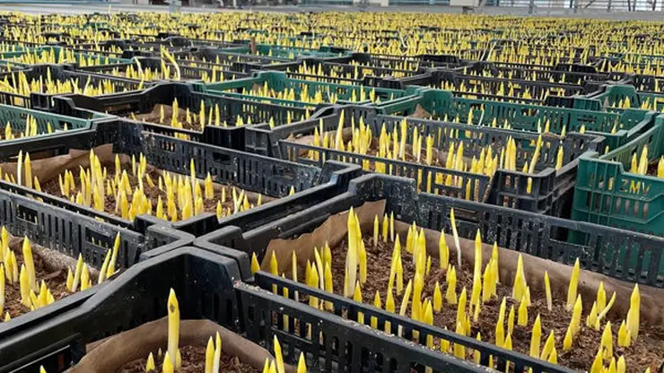 Красноярские озеленители пересадили в теплицы 19 сортов тюльпанов