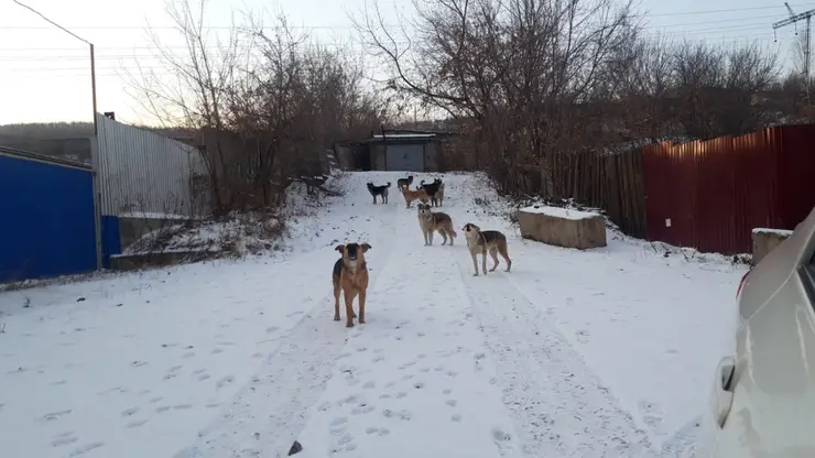 В Красноярском крае за год собаки покусали 3 454 человека