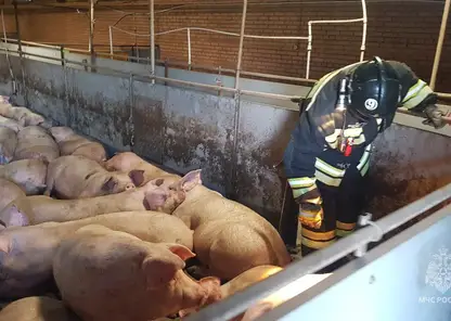 200 свиней едва не погибли во время пожара на свиноферме в Емельяновском районе
