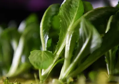 Магазин «Пятерочка» заплатит штраф 300 000 рублей за просроченный листовой салат
