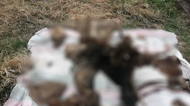 Житель Емельяновского района нашёл в бочке костные останки, которые могут принадлежать человеку