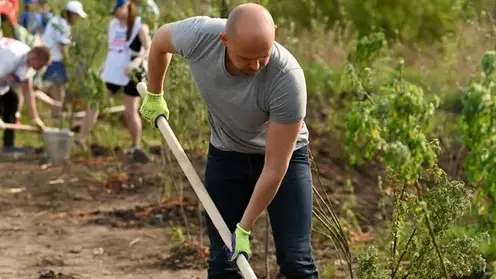 1000 деревьев высадили волонтеры в Красноярске