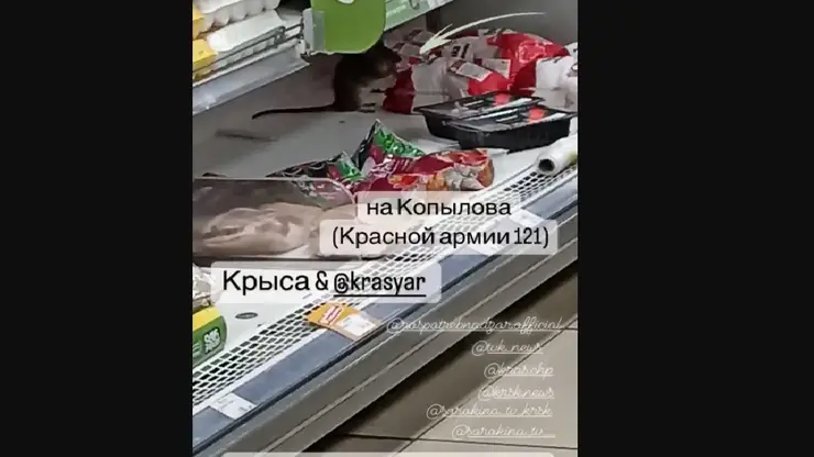 Огромную крысу заметили красноярцы в одном из супермаркетов