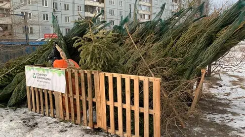 В Красноярске этой зимой не будет специальных пунктов для сбора использованных елок