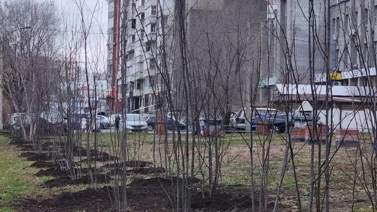 В Красноярске на Взлётке посадили 155 деревьев
