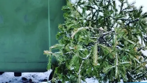 Красноярцы начали выбрасывать новогодние елки уже 5 января