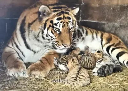 В зоопарке Барнаула тигрица Багира в Пасху в шестой раз стала мамой