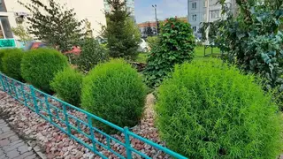 Жители Красноярска подали 151 заявку на конкурс по озеленению дворов