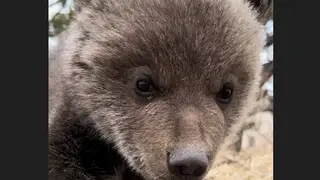 Красноярская семья принесла из леса медвежонка и держала у себя в квартире
