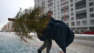 В Красноярском крае перед новогодними праздниками усилили охрану хвойных деревьев