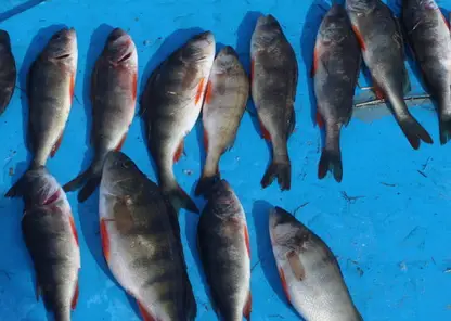 В Кежемском районе задержали браконьера, поймавшего сетью 70 рыб