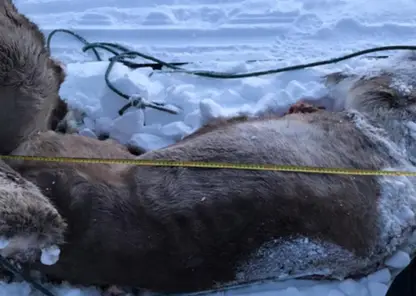 В Красноярском крае браконьер застрелил двух северных оленей
