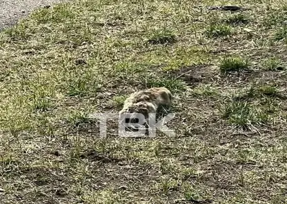 В Красноярске на острове Татышев домашняя собака задавила суслика