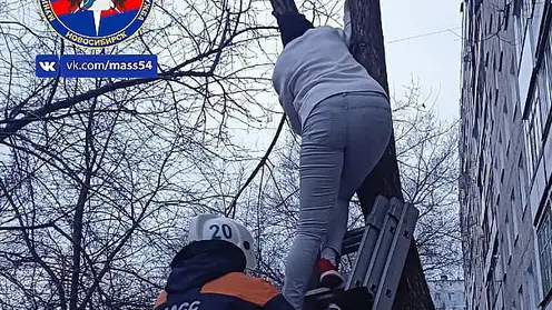 Жительница Новосибирска пыталась спасти кошку и застряла на дереве