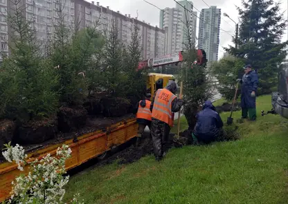 В Красноярске на ул. Копылова высадили ели