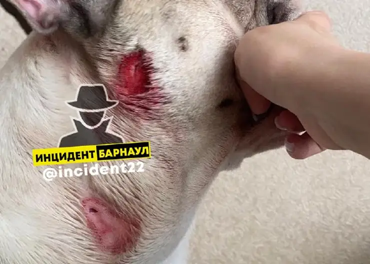 В Барнауле уличный пёс напал на женщину с собакой