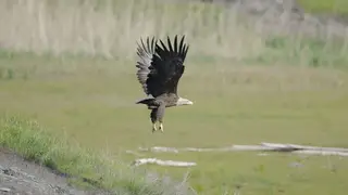 Уникальные снимки орлана-белохвоста удалось сделать в Саяно-Шушенском заповеднике