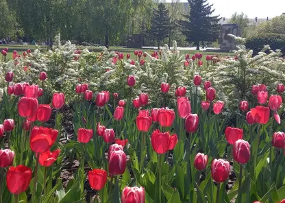 Этим летом более 300 тысяч цветов украсят улицы и скверы Барнаула