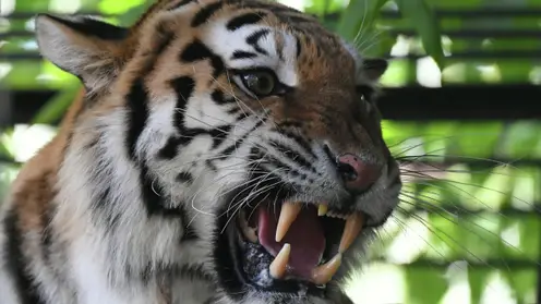 В хабаровский зоопарк переехал тигр Шторм