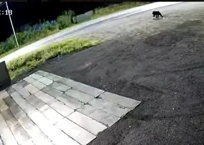 Медведь с бидоном на голове бегает по селу в Приморье