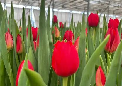 В красноярских теплицах проверили наличие вредителей тюльпанов