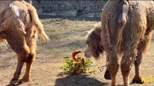 В зоопарке «Роев ручей» верблюда Женьку одарили большим тортом в день рождения