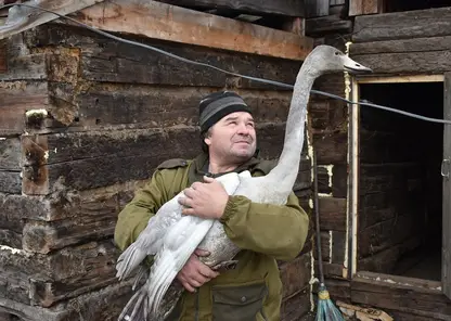 Жители Назаровского района спасли краснокнижного лебедя