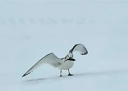 На севере Красноярского края спасли чайку