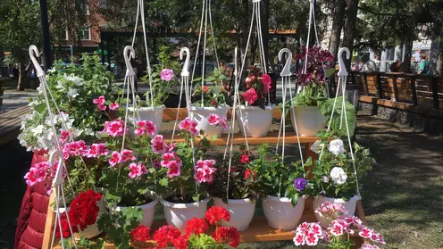 В Центральном районе Красноярска с 6 мая откроют сезон уличной продажи цветов