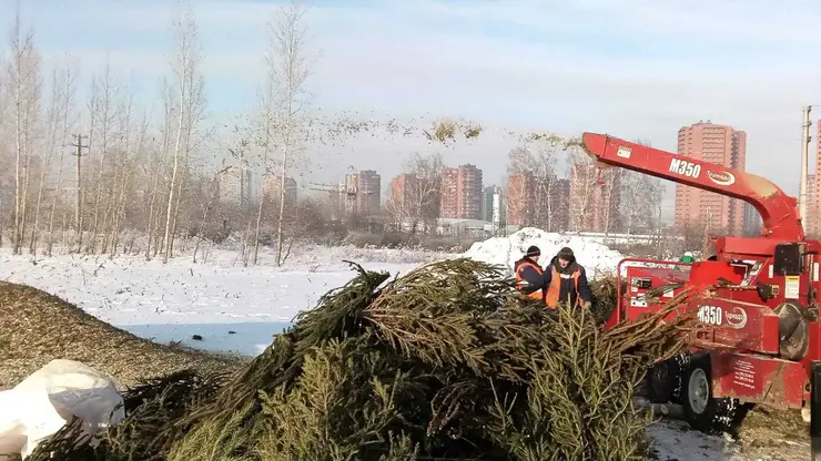 Больше 1000 новогодних елок собрали красноярцы во время акции #ЁлкиНеПалки