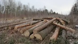 Более 250 уголовных дел возбудили за незаконную вырубку леса в Красноярском крае