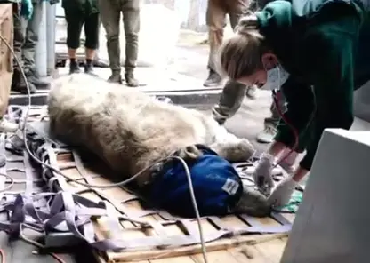Раненая белая «медведица» из Красноярского края оказалась самцом