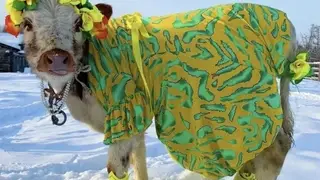В Якутии выбрали самую нарядную корову