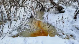В Новосибирской области в реке Нарниста обнаружены опасные вещества