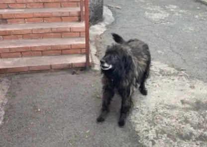 В Хакасии на 4-летнюю девочку напала собака