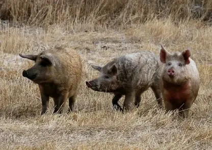 В Иркутской области свиньи насмерть закусали мужчину