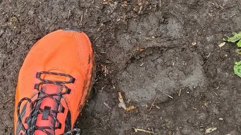 В красноярском экопарке «Гремячая грива» заметили следы медведя
