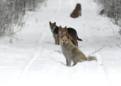 В Барнауле следователи организовали проверку из-за нападения стаи агрессивных собак