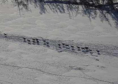 В Красноярском крае на Таймыре проследят пути миграции дикого северного оленя