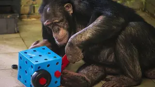 В красноярском «Роевом ручье» шимпанзе грустил в ожидании обеда