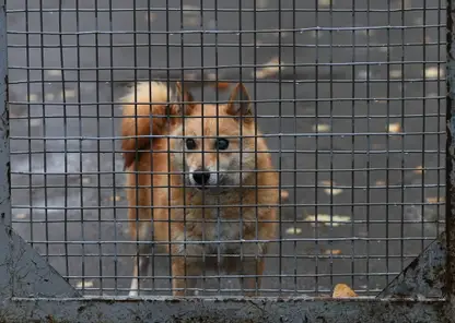В Бурятии приюты смогут принять несколько десятков собак мобилизованных граждан