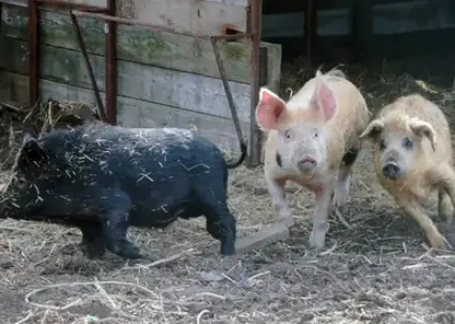 В Курагинском районе Красноярского края нашли очаг возгорания африканской чумы свиней