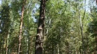 154-летняя Шушенская сосна претендует на звание главного дерева России