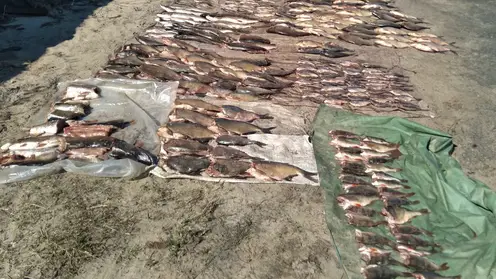 Житель Туруханского района незаконно выловил более 320 экземпляров рыбы 