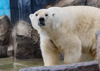 В красноярском парке «Роев ручей» построили стилизованный под Арктику вольер для белых медведей