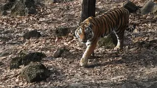 В Приморье усилят защиту диких животных, в том числе краснокнижных тигров и леопардов