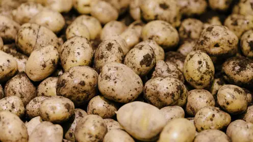 В Томске разработали устойчивый к вирусам картофель 