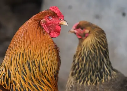 В Хабаровском крае на птицефабрике выявили птичий грипп