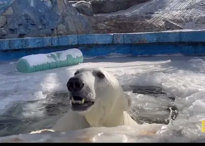 Специалисты зоопарка Красноярска поделились кадрами подледного плавания медведя